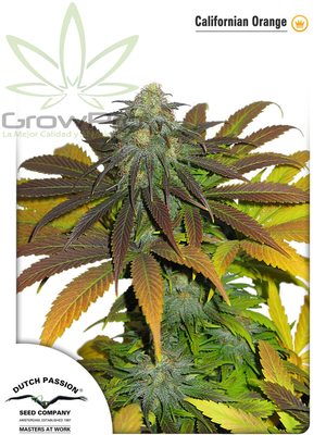 Semillas Dutch Passion California Orange x31