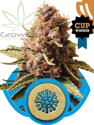 Semillas Royal Queen Euphoria (CBD) x11