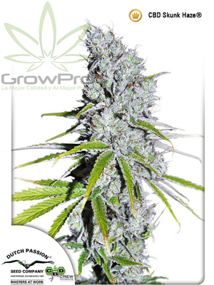 Semillas Dutch Passion CBD Skunk Haze x31