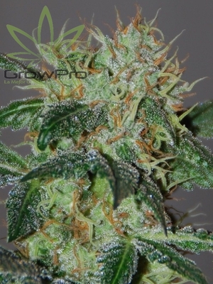 Semillas 420 Genetics cinderella x11