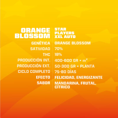 Semillas BSF Auto Orange Blossom x2