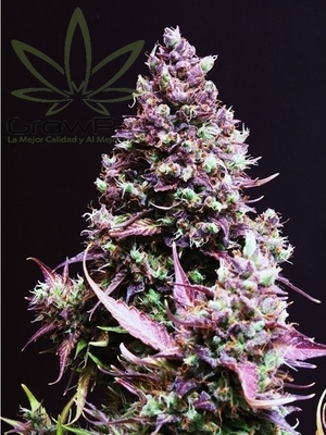 Semillas Sweet Seeds Auto Cream Caramel x4