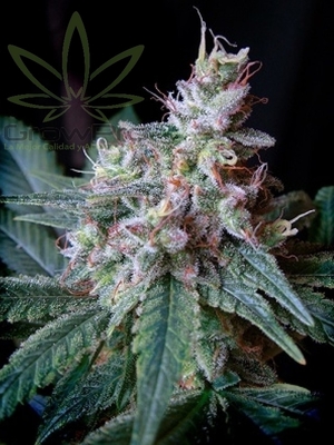 Semillas Sweet Seeds Cream Caramel Fast Version x41