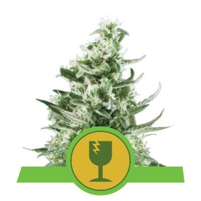 Semillas Royal Queen Auto Royal Critical x31