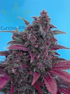 Semillas Sweet Seeds Auto Dark Devil x4