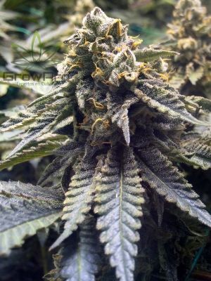 Semillas Humboldt Seeds Chocolate Mint x32
