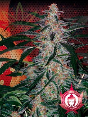 Semillas Buddha Seeds Deimos x31
