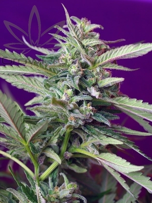 Semillas Sweet Seeds Auto S.A.D x4