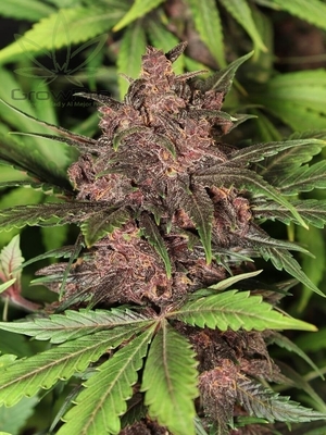 Semillas Exotic Seed Auto Black Haze x31