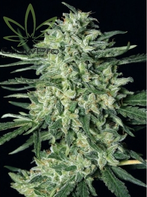 Semillas Exotic Seed Quick Mass x31