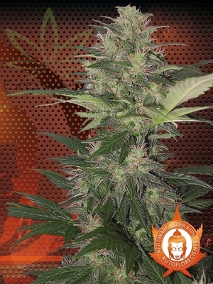 Semillas Buddha Seeds Auto Red Dwarf x31