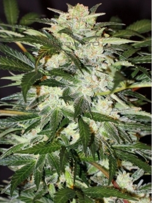 Semillas Exotic Seed Auto Monster Mash x31