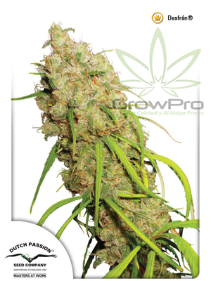 Semillas Dutch Passion Desfran x3