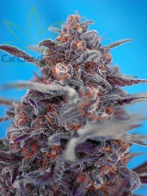 Semillas Sweet Seeds Auto Devil Cream x4