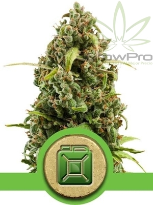 Semillas Royal Queen Auto Diesel x31