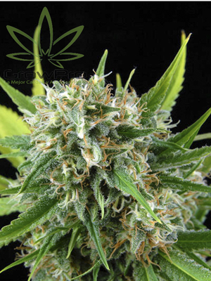 Semillas Royal Queen Auto Royal Haze x11