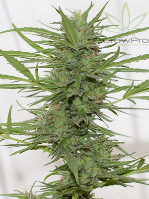 Semillas Humboldt Seeds Auto Dedo Verde Haze x31