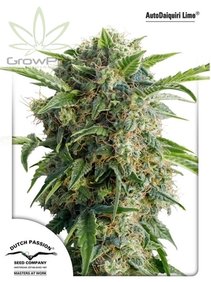 Semillas Dutch Passion Auto Daikiri Lime x31