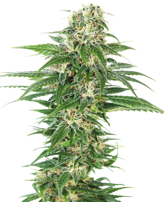 Semillas Sensi Seeds Auto Early Skunk x31