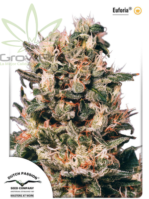 Semillas Dutch Passion Euforia x31