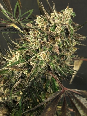 Semillas Exotic Seed Exotic Colours x31