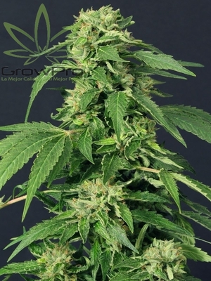 Semillas Exotic Seed Exotic Thai x31