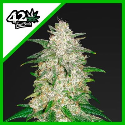 Semillas Fast Buds Auto Gelato x11