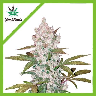 Semillas Fastbuds Auto Girl Scout Cookies x11