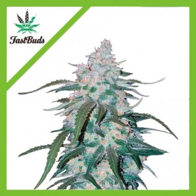 Semillas Fastbuds Auto Pineapple Express x11