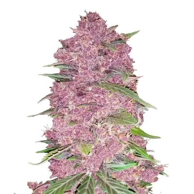 Semillas Fast Buds Purple Lemonade x11