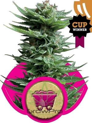 Semillas Royal Queen Shining Silver Haze x11