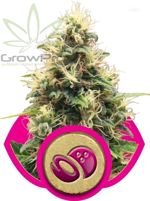 Semillas Royal Queen Somango XL x31