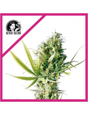Semillas Sensi Seeds Durban x31