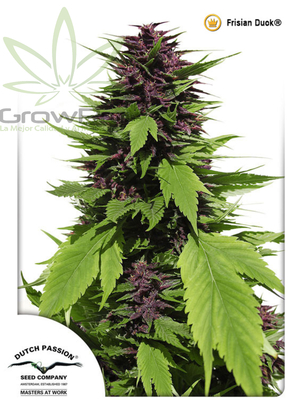 Semillas Dutch Passion Frisian Duck x31