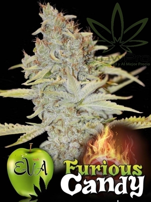Semillas Eva Seeds Furious Candy x31