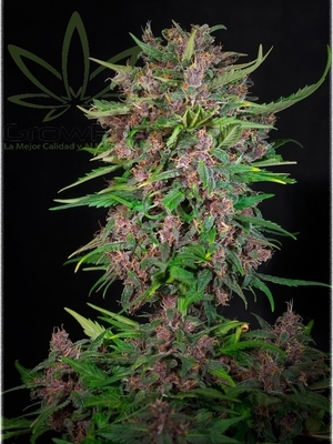 Semillas Sweet Seeds Auto Red Poison x41