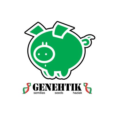 Semillas Genehtik Kritikal Bilbo x11