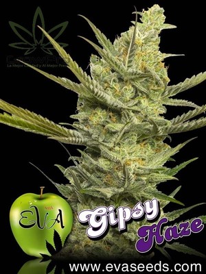 Semillas Eva Seeds Gipsy Haze x31