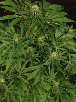 Semillas Exotic Seed Green Gummy x31