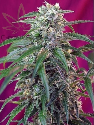 Semillas Sweet Seeds auto green poison x41
