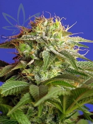 Semillas Sweet Seeds Green Poison x41