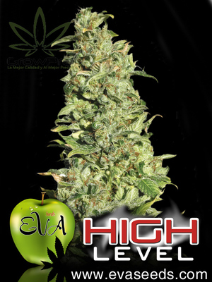 Semillas Eva Seeds High Level x3