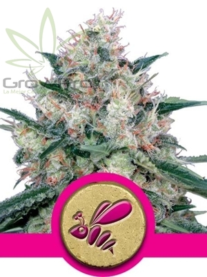 Semillas Royal Queen Royal Caramel Fast version x31