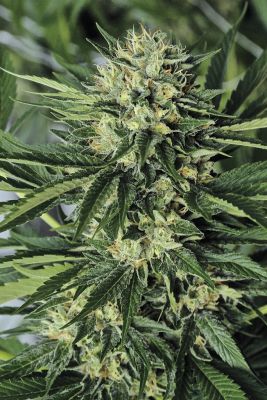 Semillas Humboldt Seeds Dr. Greenthumbs em' dog1
