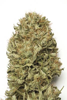 Semillas Humboldt Seeds Auto Blue Dream x51