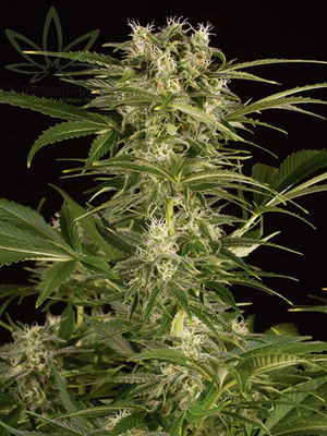 Semillas Humboldt Seeds Auto Lemon Juice Express x31