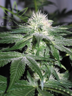 Semillas Royal Queen Ice x11