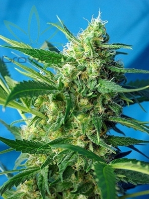 Semillas Sweet Seeds Auto ICE Cool x41