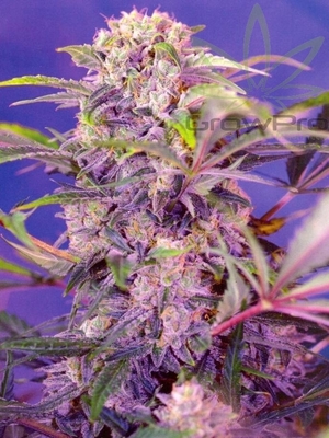 Semillas Sweet Seeds Auto Cream Mandarine x41