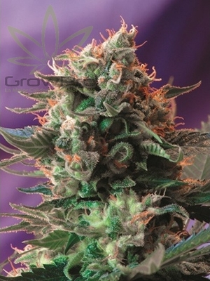 Semillas Sweet Seeds Jack 47 x4